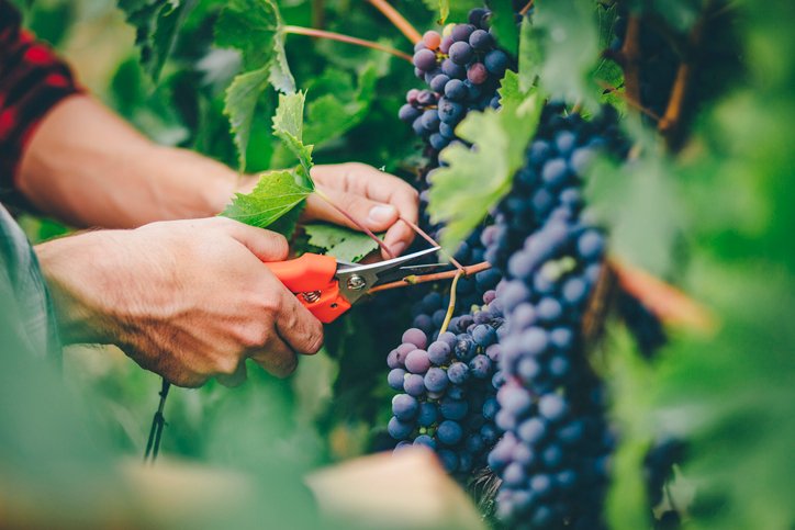 A person's hands are shown up close, using orange pruning shears to cut a bunch of ripe purple grapes from a vine in a lush green vineyard.