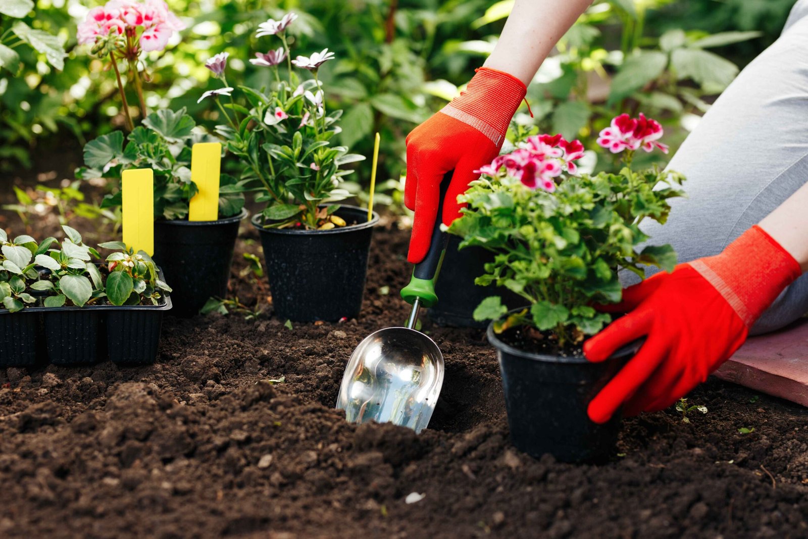 Gardener planting flowers