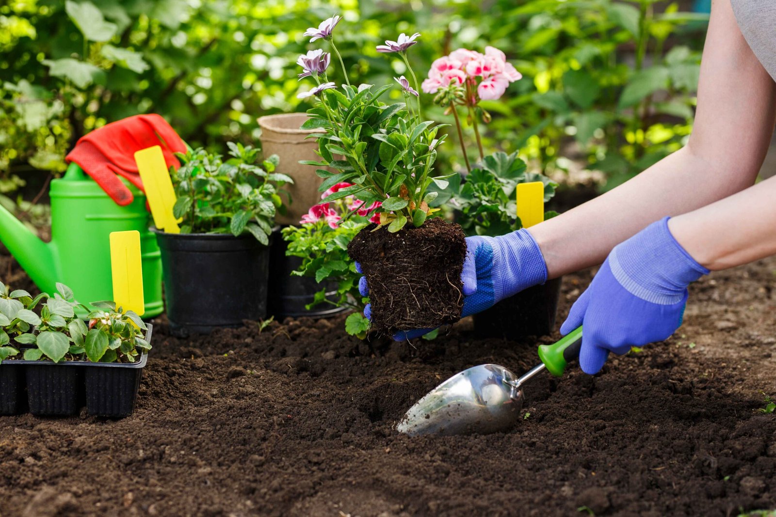 Gardeners hands planting flowers in the garden