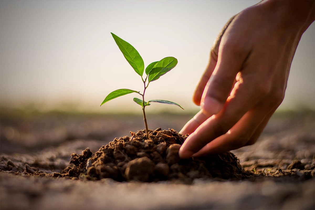 Planting manpower services in saudi arabia