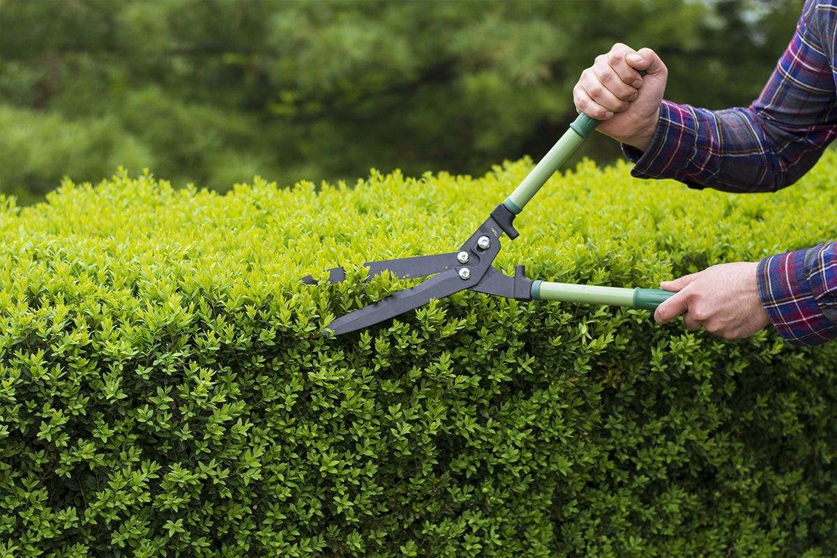 garding Trimming manpower services in saudi arabia