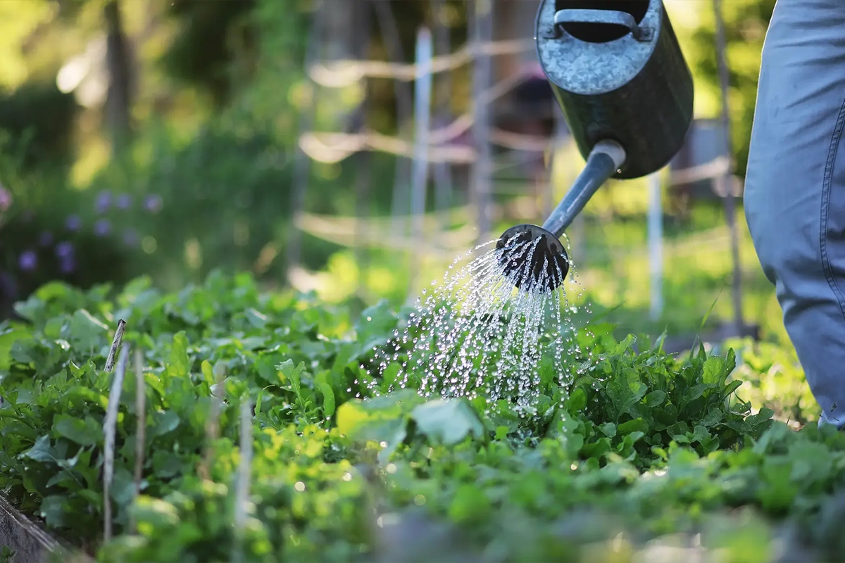 Water Saving Gardening services in Saudi Arabia